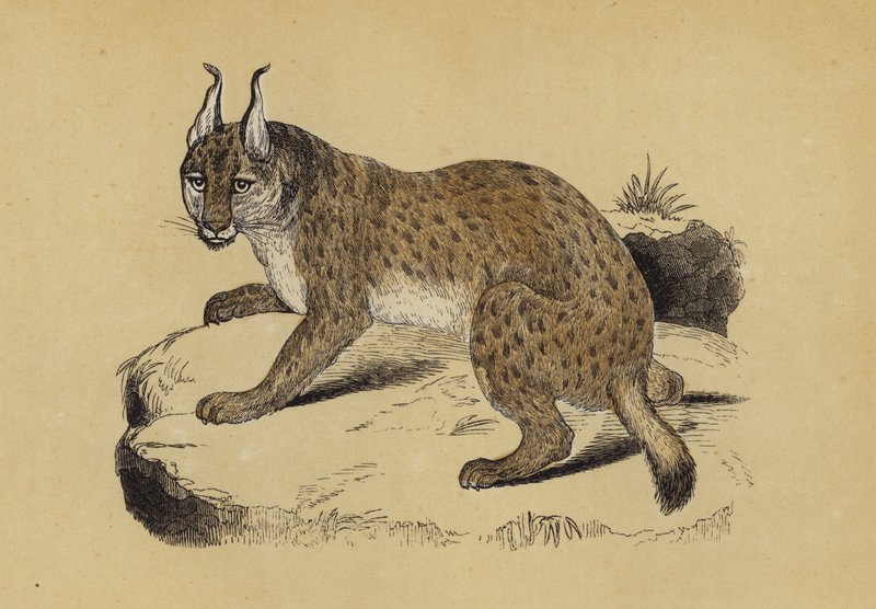 Lynx (farve litho) af English School