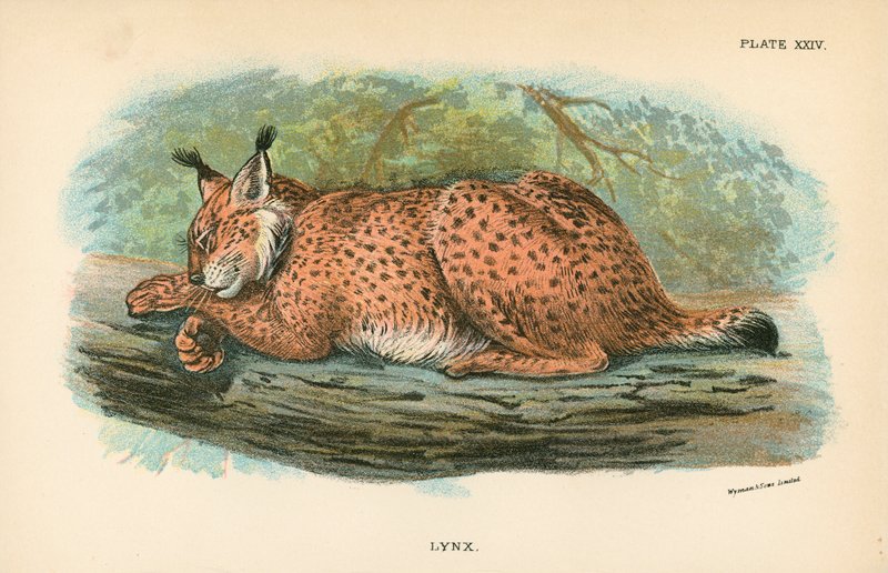 Lynx af English School