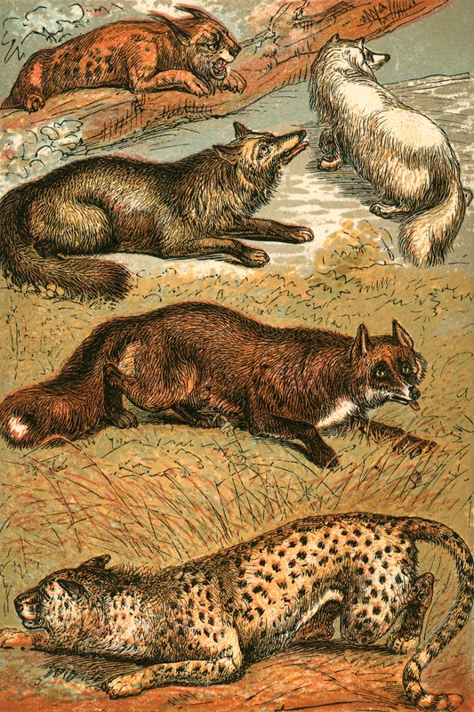 Lynx, korsræv, polarræv, almindelig ræv og gepard af English School