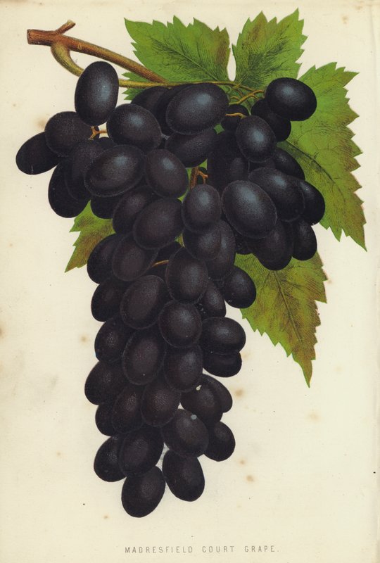 Madresfield Court Grape af English School
