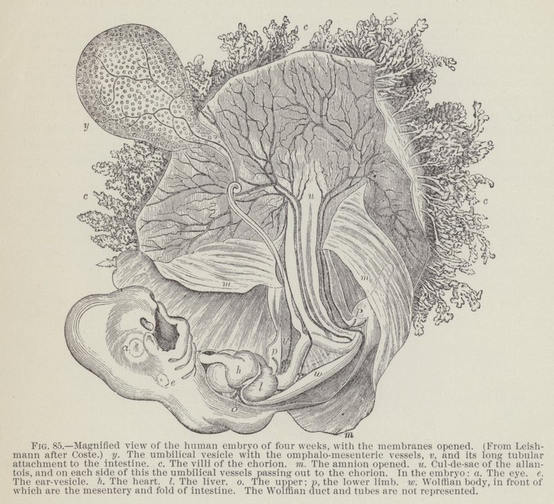 Forstørret billede af det menneskelige embryo på fire uger, med membranerne åbnet (gravering) af English School