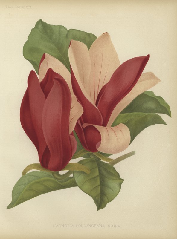 Magnolia soulangiana nigra af English School