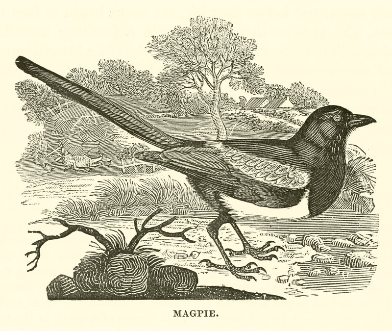 Magpie (gravering) af English School