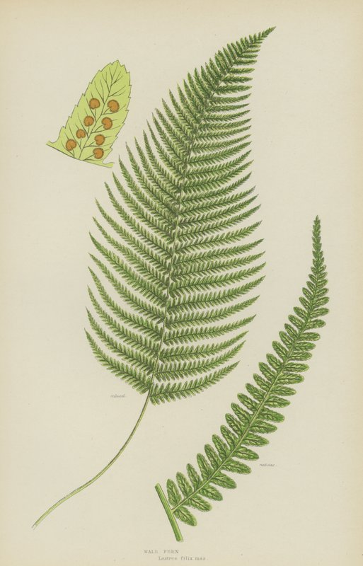 Hanbregne (farve litho) af English School