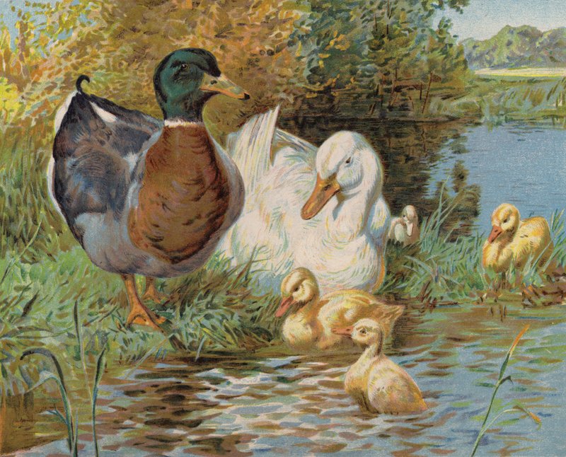 Gråænder og ællinger i en dam (farve litho) af English School