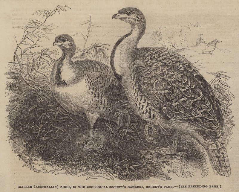 Mallee (australske) fugle, i Zoological Society