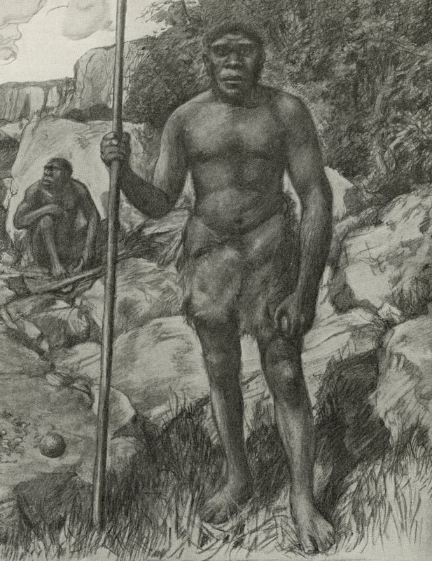 Mand hvis kranie blev opdaget i Rhodesia i 1921 af English School
