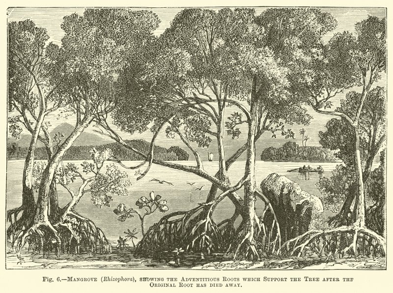 Mangrove (Rhizophora), der viser de tilfældige rødder, der understøtter træet, efter at den oprindelige rod er død af English School