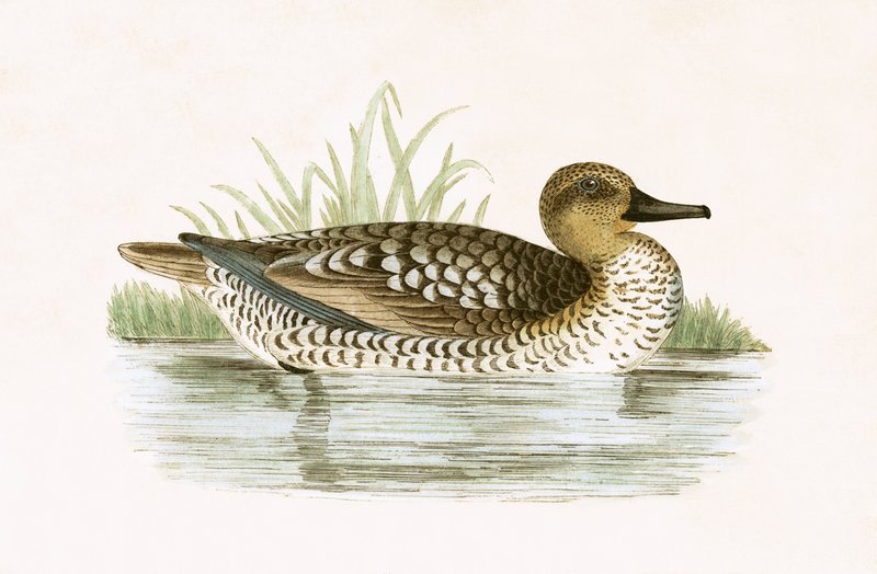 Marbled Duck, illustration fra 
