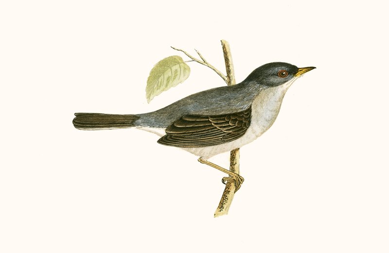 Marmorasanger, illustration fra "A History of the Birds of Europe Not Observed in the British Isles" af Charles Robert Bree (1811-86), udgivet i 1867 af English School