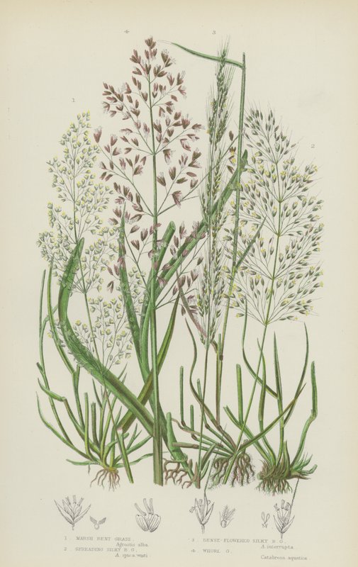 Marsh-bøjet græs, sprede silkebøjt græs, tætblomstret silkebøjt græs, hvirvelgræs (farve litho) af English School