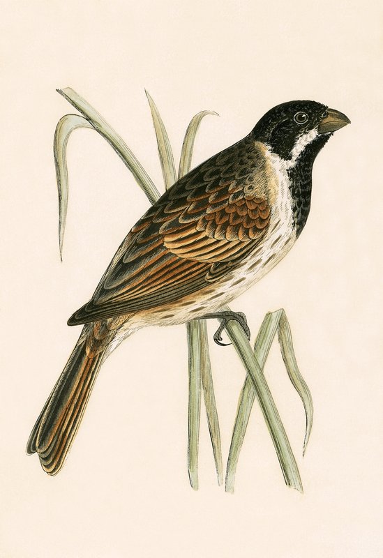 Marsh Bunting, illustration fra 