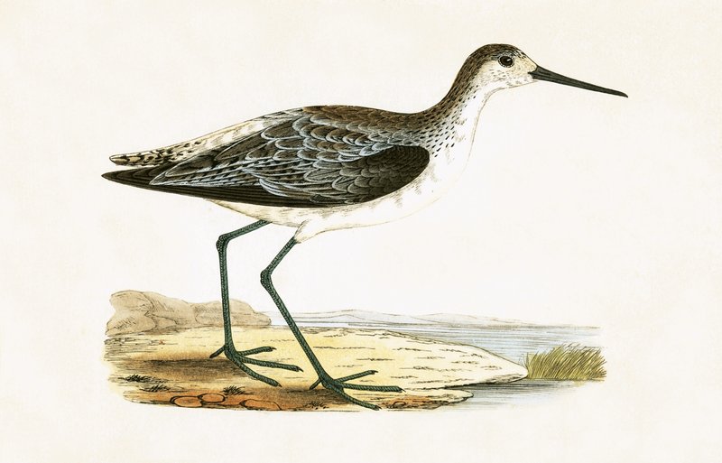 Marsh Sandpiper, illustration fra 
