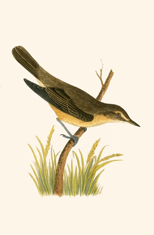 Marsh Warbler, illustration fra 