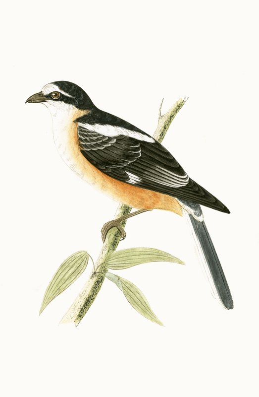 Maskeret tornskade, illustration fra "A History of the Birds of Europe Not Observed in the British Isles" af Charles Robert Bree (1811-86), udgivet i 1867 af English School