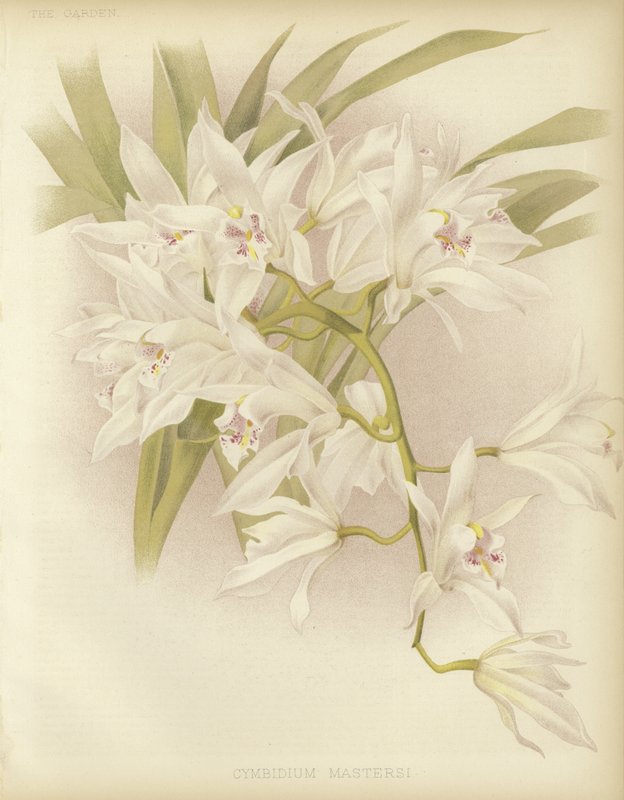 Masters Cymbidium af English School
