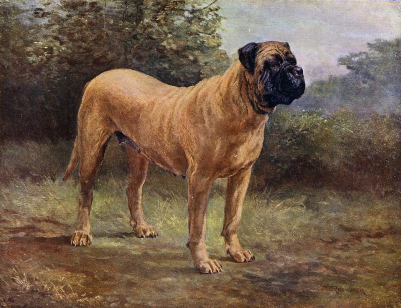 Mastiff tæve Champion Elgiva, KCSB 1363 A (farvelitografi) af English School
