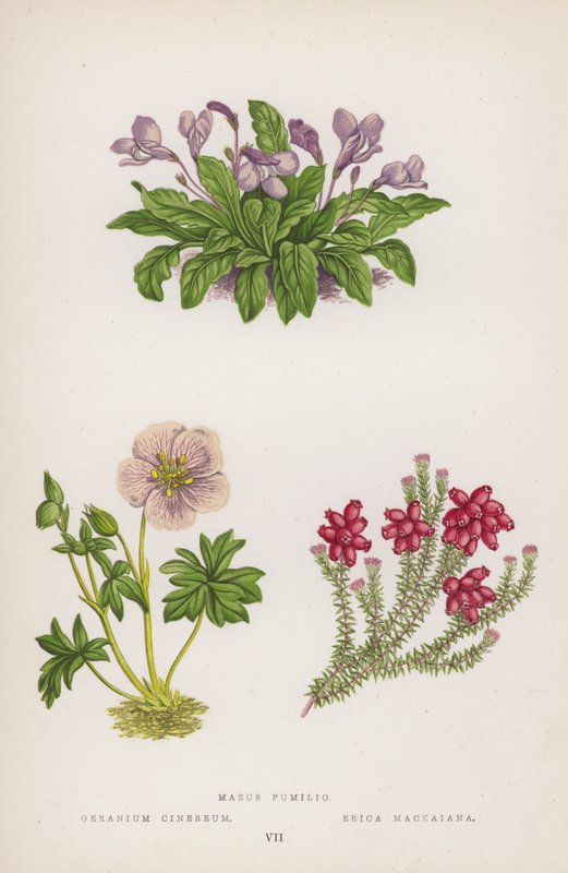 Mazus Dværg; Grå Geranium; Erica Mackaiana (farve litho) af English School