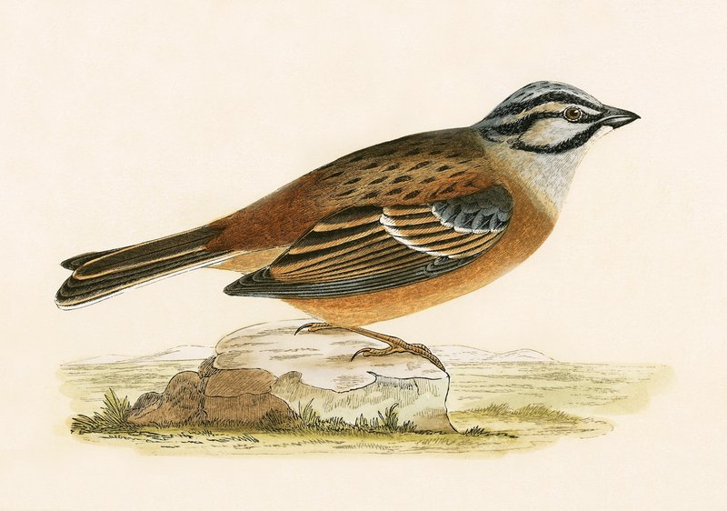 Meadow Bunting, illustration fra 