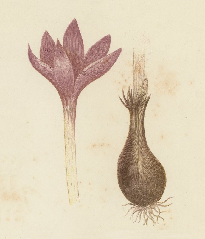 Eng safran, Colchicum Autumnale (farve litho) af English School