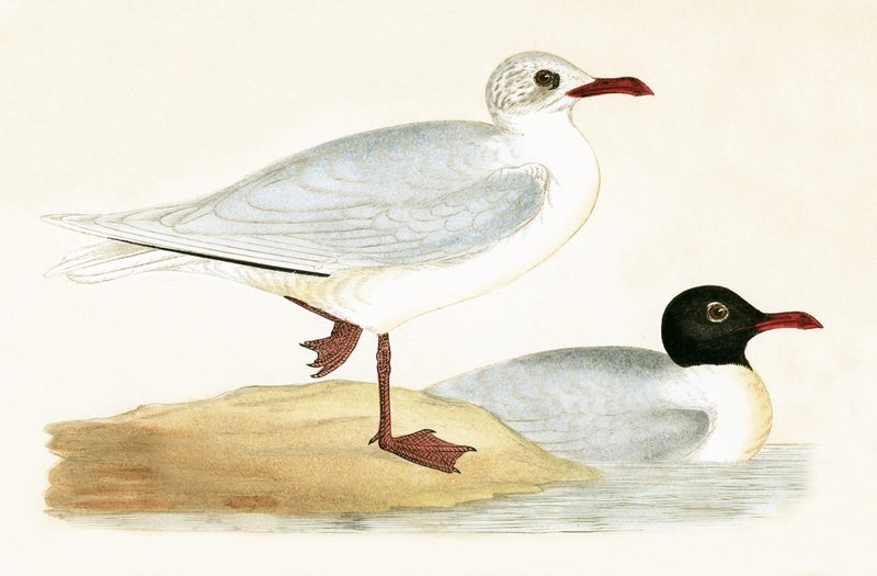 Mediterranean Black Headed Gull, illustration fra 