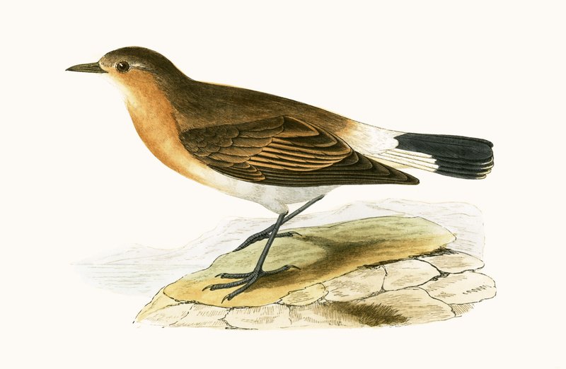 Menetries Wheatear, illustration fra 