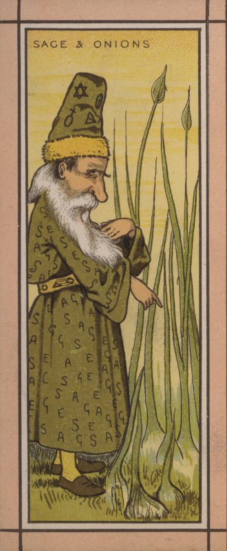 Menu illustration: Salvie og løg (farve litho) af English School