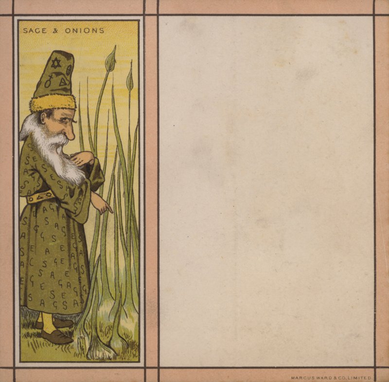 Menu illustration: Salvie og løg (farve litho) af English School