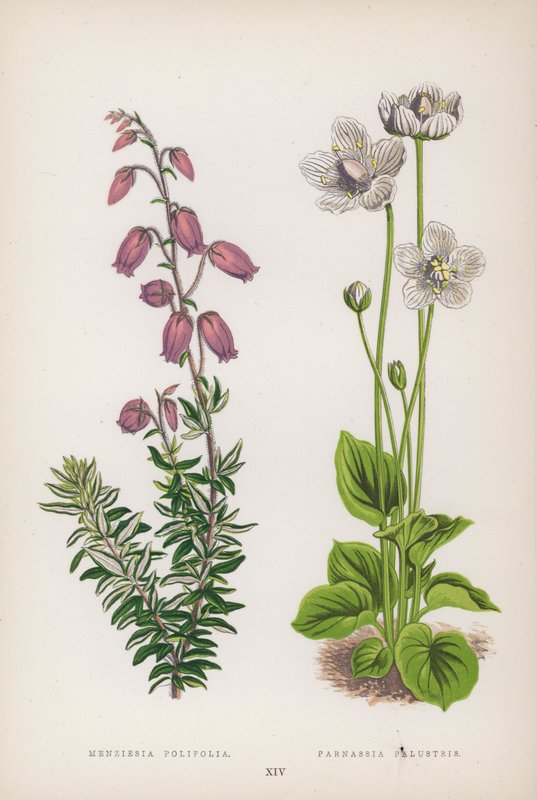 Menziesia Polifolia; Parnassia Palustris (farve litho) af English School