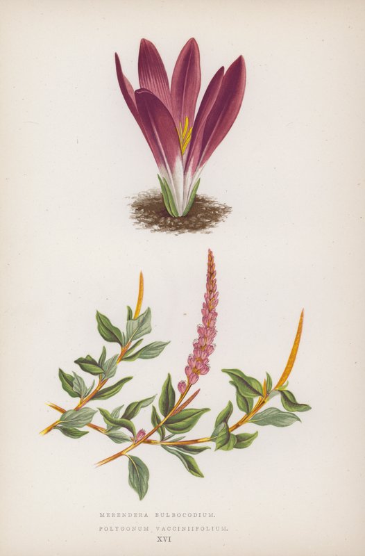 Merendera Bulbocodium; Polygonum Vaccinifolium (farvelitografi) af English School
