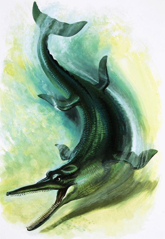 Metriorhynchus af English School