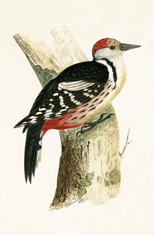 Mellemste spætte, illustration fra "A History of the Birds of Europe Not Observed in the British Isles" af Charles Robert Bree (1811-86), udgivet i 1867 af English School