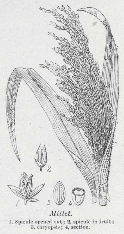 Hirse (litho) af English School