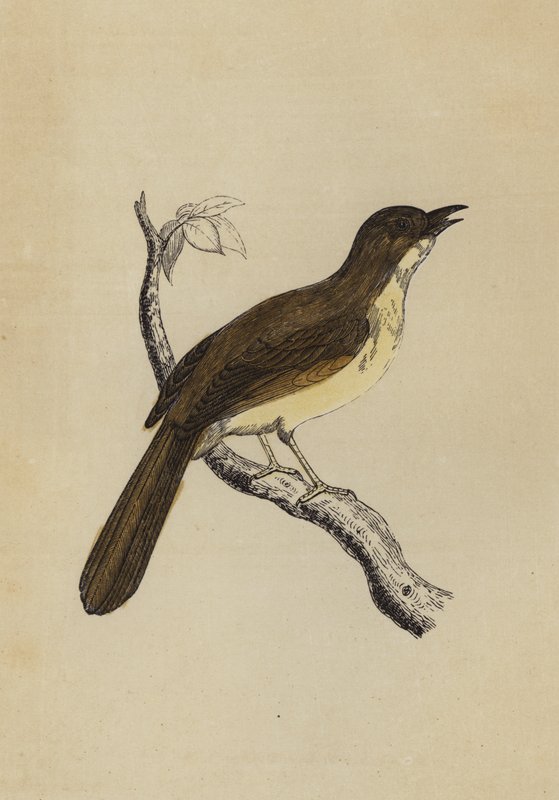 Mocking Bird (farve litho) af English School