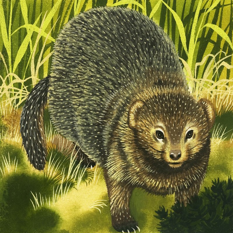 Mongoose af English School