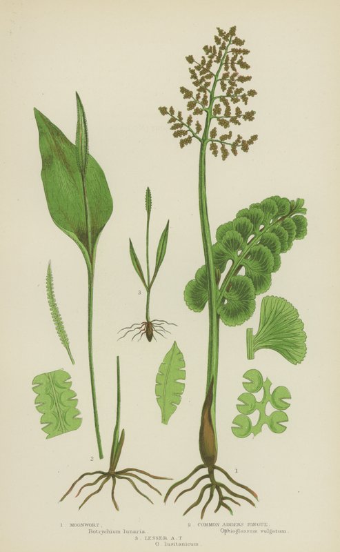 Måneurt, almindelig hugorm, lille hugorm (farve litho) af English School
