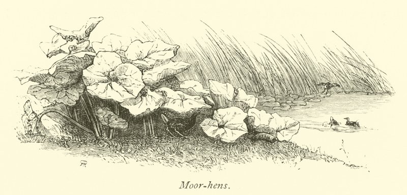 Mosehøns af English School