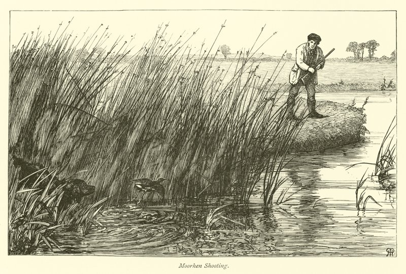 Moorhen Shooting  af English School