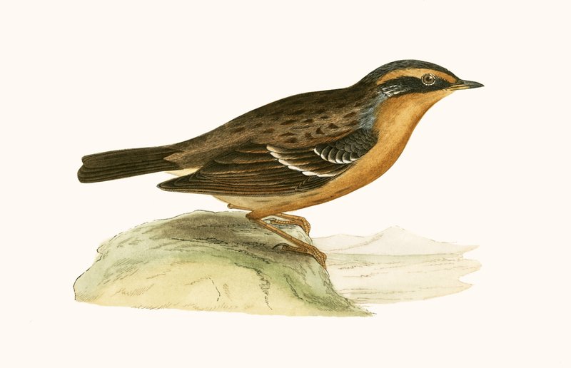 Mountain Accentor, illustration fra 