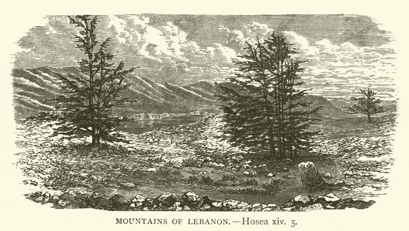Libanons bjerge, Hosea, xiv, 5 (gravering) af English School