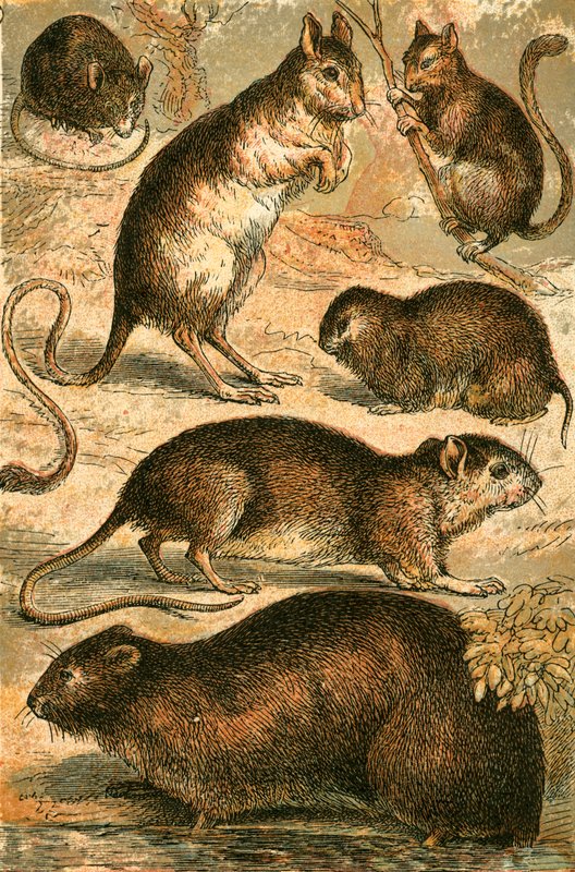 Mus, Jerboa, Rotte, Moskusrotte, Dormus og Markmus af English School