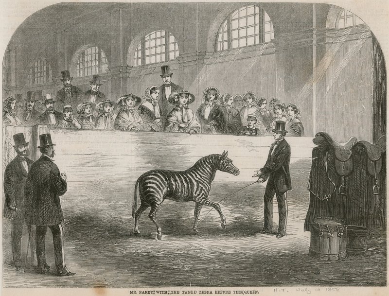 Rarey med den tæmmede zebra foran dronningen af English School