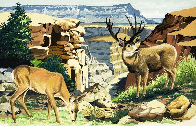 Muldyr i Grand Canyon National Park af English School