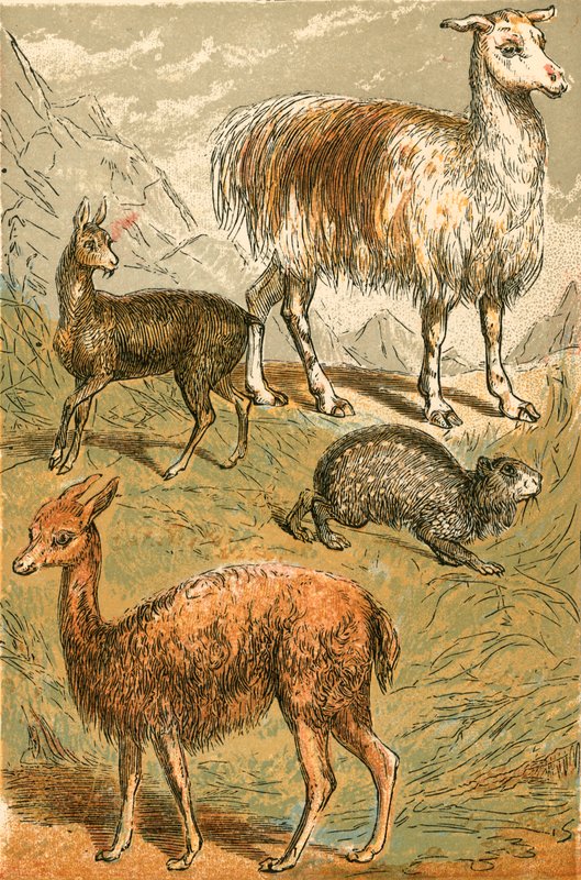 Moskushjort, Lama, Vicuna og Sod Paca af English School