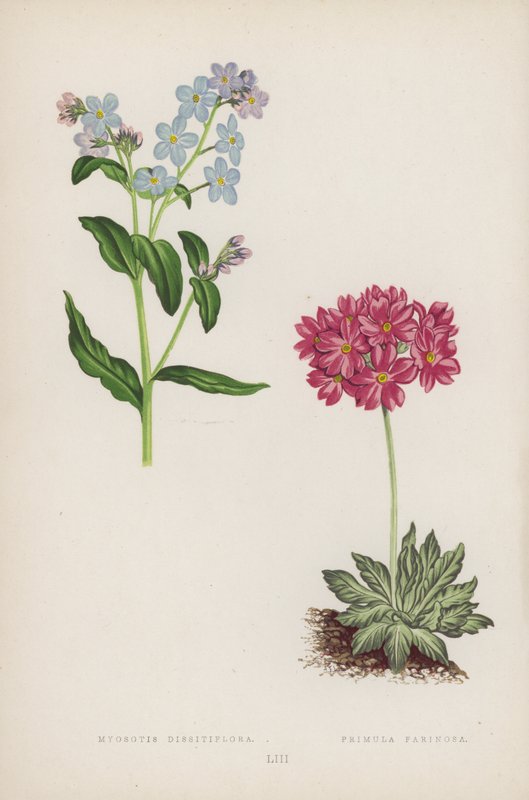 Myosotis Dissitiflora; Primula Farinosa (farve litho) af English School