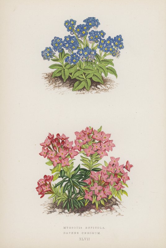 Myosotis Rupicola; Daphne Cneorum (farvelitografi) af English School
