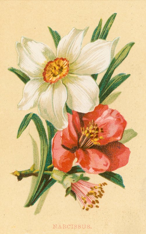 Narcissus af English School