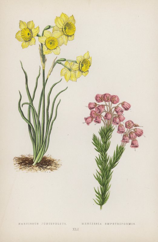 Narcissus Juncifolius; Menziesia Empetriformis (farvelitografi) af English School