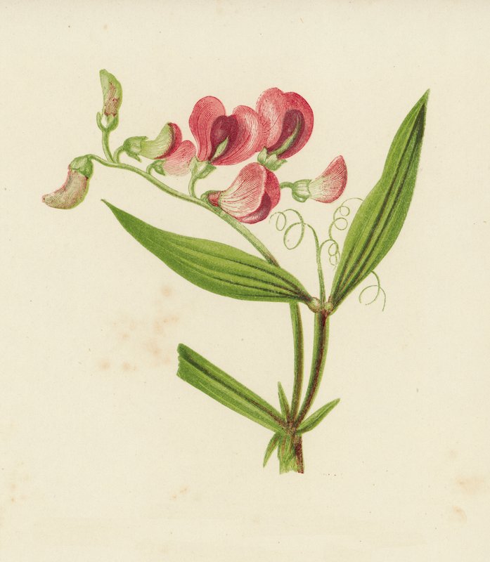 Smalbladet evigvarende ært, Lathyrus Sylvestris (farve litho) af English School