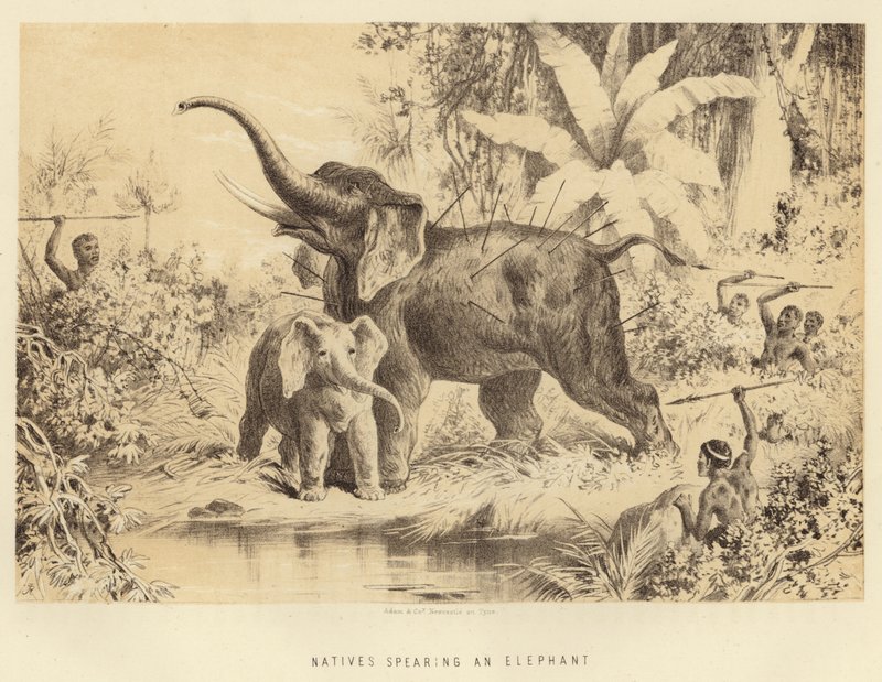Indfødte, der skyder en elefant af English School